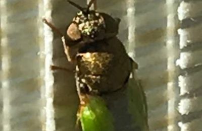 CET INSECTE ? CONNAISSEZ- VOUS ?