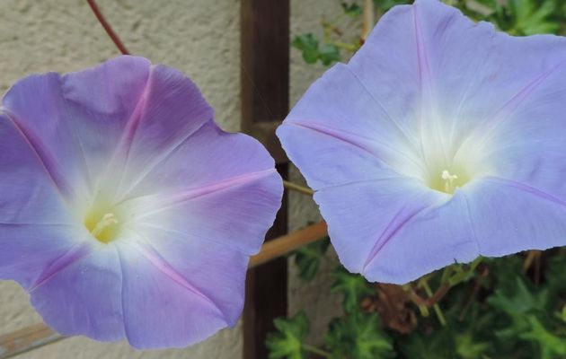 mes fleurs de volubilis ...