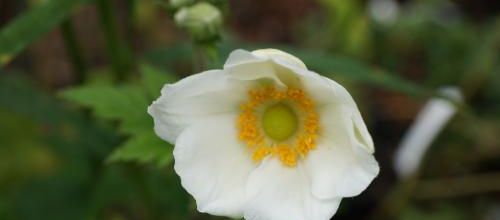 le retour d' 'Honorine Joubert'