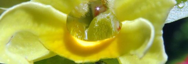 ma goutte du jour  !