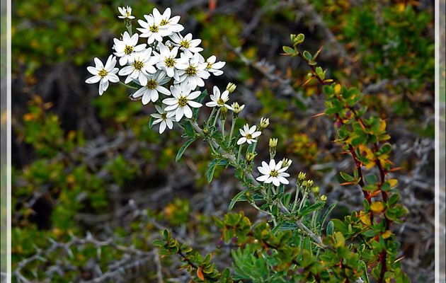 Mata Negra Fuegina, Fashine (Chiliotrichum diffusum ou rosmarinifolium) - Peninsula de Magallanes - Patagonie - Argentine