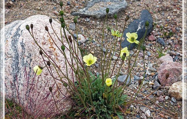 Pavot arctique, Arctic poppy (Papaver radicatum) - Pond Inlet - Baffin Island - Nunavut - Canada