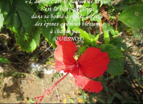Citations en images : L'amitié