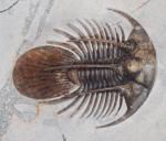 Les trilobites