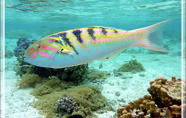 Girelle-paon à taches d'encre ou de Hardwicke ou Labre à taches d'encre, Sixbar wrasse or Parrotfish (Thalassoma hardwicke) mâle puis femelle - Jardin de Corail - Motu Tautau - Taha'a - Polynésie