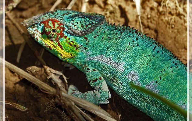 Caméléon panthère mâle, Panther chameleon (Furcifer pardalis) - Nosy Be - Madagascar