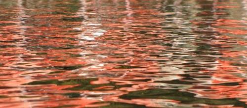 ... reflets de flamants...