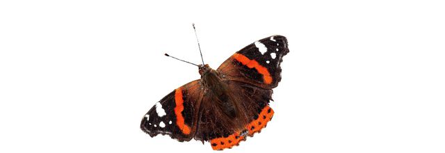 Le vulcain  (Vanessa atalanta)