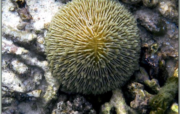 Avantage du manque de lumière : Corail champignon (Fungia fungites) sortant ses tentacules - Anse Takamaka - Mahé - Seychelles