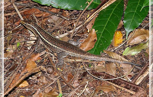 Lézard Zonosaure de Madagascar (Zonosaurus madagascariensis) - Nosy Tanikely - Madagascar