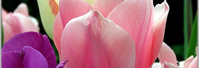 JUSTE LE COIN TULIPES 