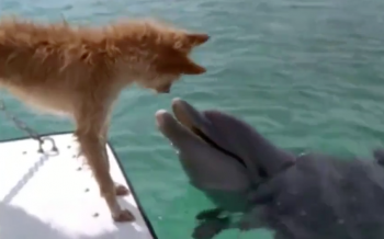 Un chien sauvé par un dauphin