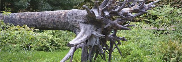 Jardin des Tuileries : L'arbre aux voyelles de Giuseppe Penome