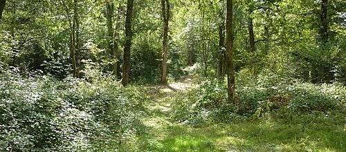 A mi chemin du bonheur .