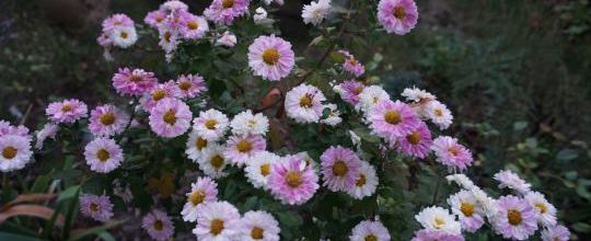 Du rose aux joues