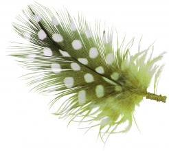 Une p'tite plume