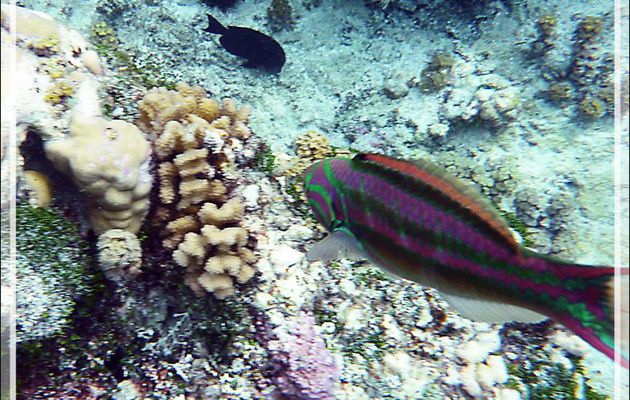 Une Girelle paon à raies rouges, floue mais particulièrement colorée, Fivestripe wrasse or Red-ribbon wrasse (Thalassoma quinquevittatum) - Jardin de corail - Motu Tautau - Taha'a - Polynésie
