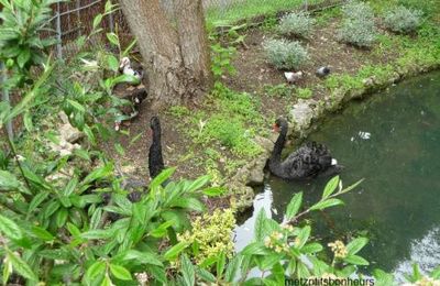 Fais-moi.... un cygne!