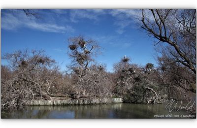 L'environnement du Parc Ornithologique du Pont de Gau en hiver.