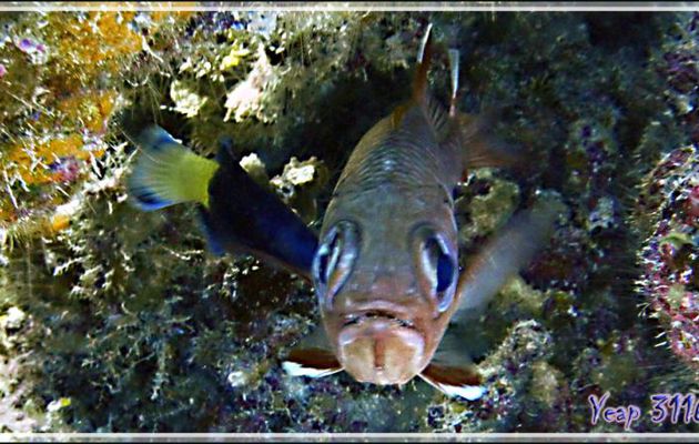 Labre nettoyeur à queue jaune, Bicolor cleaner wrasse (Labroides bicolor) faisant le ménage d'un Poisson-écureuil - Passe Tumakohua - Fakarava sud - Tuamotu - Polynésie française