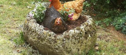 Les poulettes de Flo