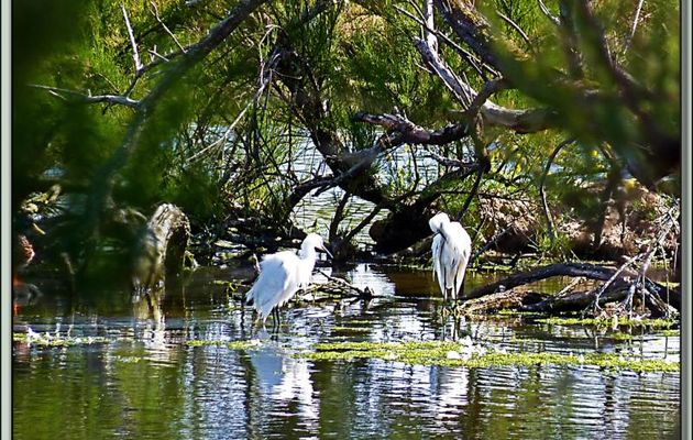 Aigrette garzette (Egretta garzetta) - La Couarde-sur-Mer - Ile de Ré - 17