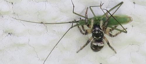 7++ stratégies prédatrices des araignées