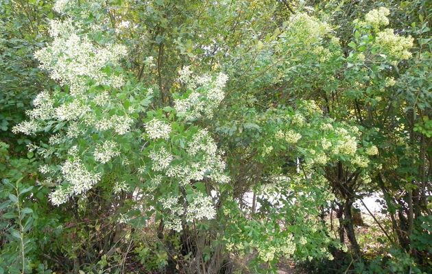 une belle plante fleurie 