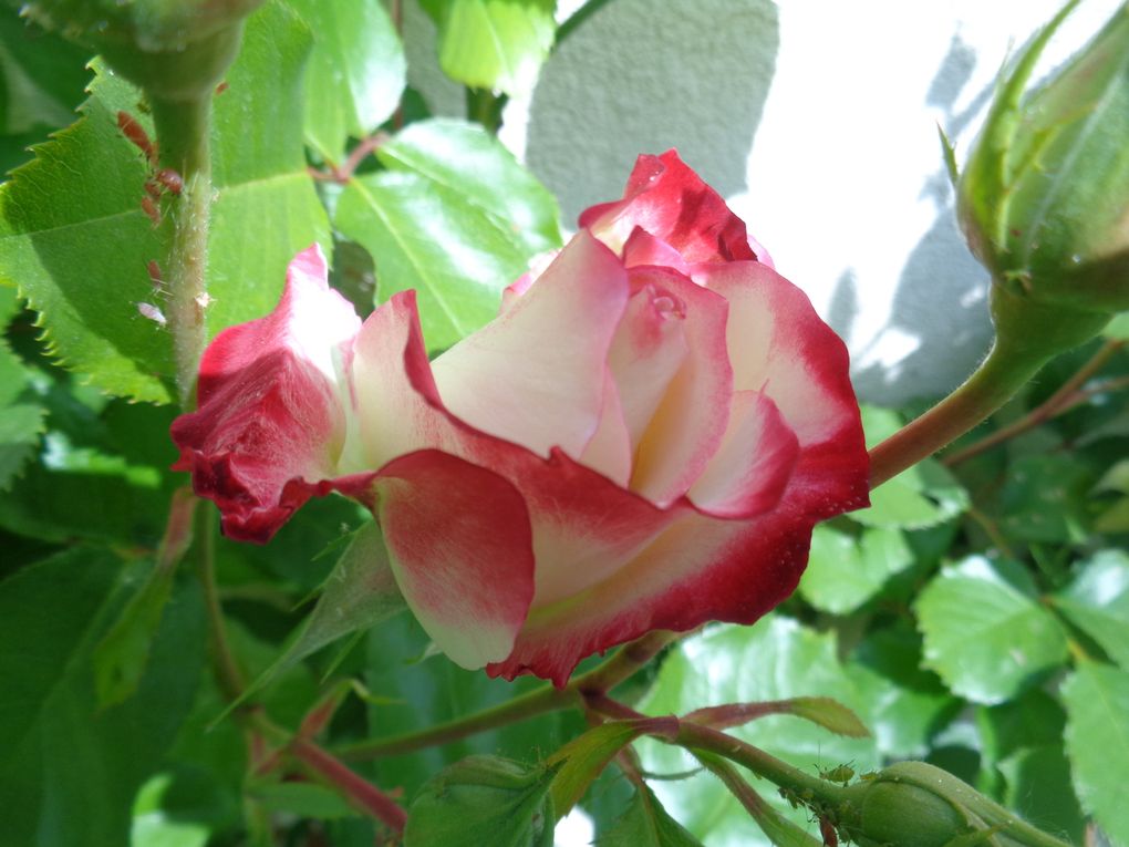 fleurs 