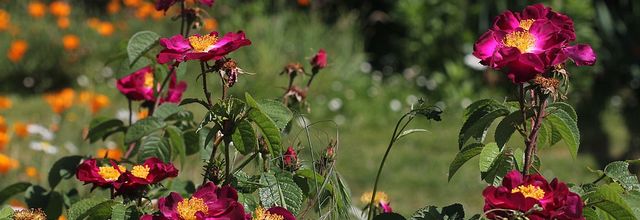 Pluie de roses au jardin