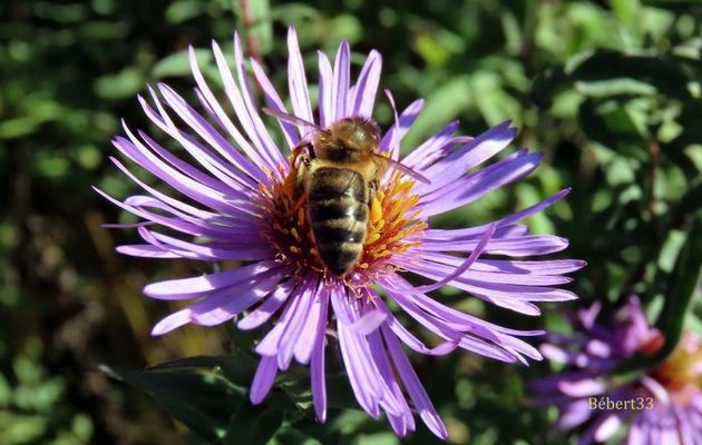 une abeille sur ... test - la suite 