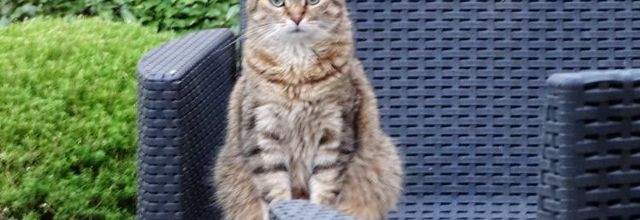 Dimanche c'est chat at aussi voyage - Vannes