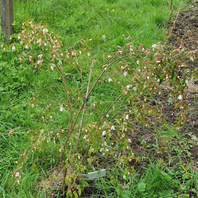 Les persistants de mon jardin ligérien (2)