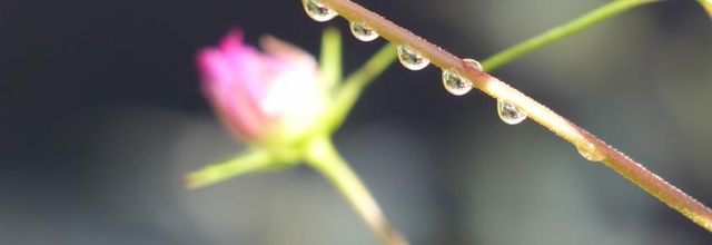 Des gouttes, des petites bêtes et des fleurs
