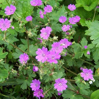 Geranium pyrenaicum 'Summer Sky'