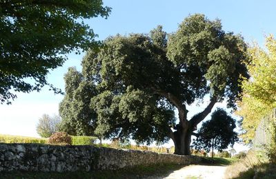 Le chêne vert de François 1er, en Charente...