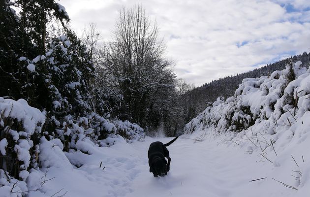Le 19 janvier 2023 : Petite balade matinale