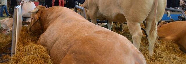 Salon International de l'Agriculture : La Blonde d'Aquitaine et la Normande