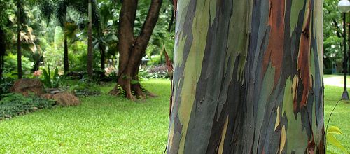 EUCALYPTUS ARC-EN-CIEL