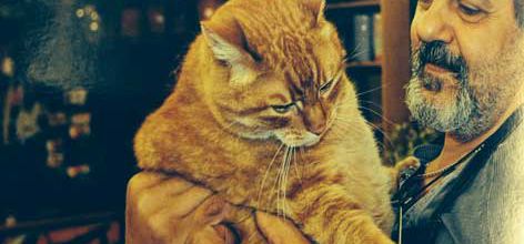 Le chat mascotte d'un fleuriste parisien