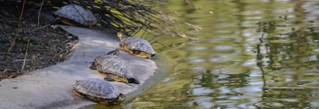  Des tortues de Floride au Parc Montsouris