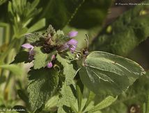Citron de Provence (Gonepteryx cleopatra)