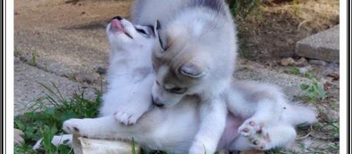 Portée Husky Elouka J+46 (7 août 2014)