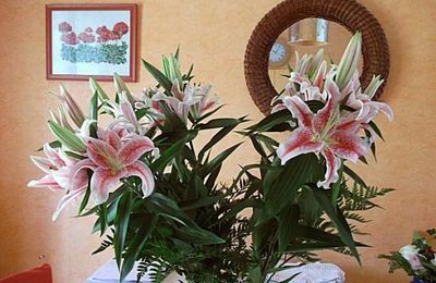 Lys Star Gazer