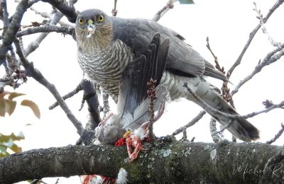 Épervier d'Europe ( Accipiter nisus)
