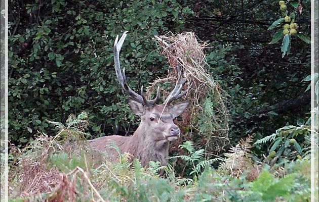 28/09/2020, 19 h 10 : cerf 10 cors au moment du brame - Lartigau - Milhas - 31 