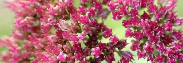 Jardin qui rit, jardin qui pleure