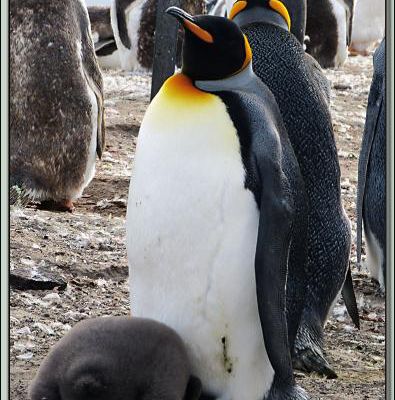 Photos de Manchots royaux avec leurs poussins dont une animation gif - Saunders Island - Falkland Islands, Iles Malouines, Islas Malvinas