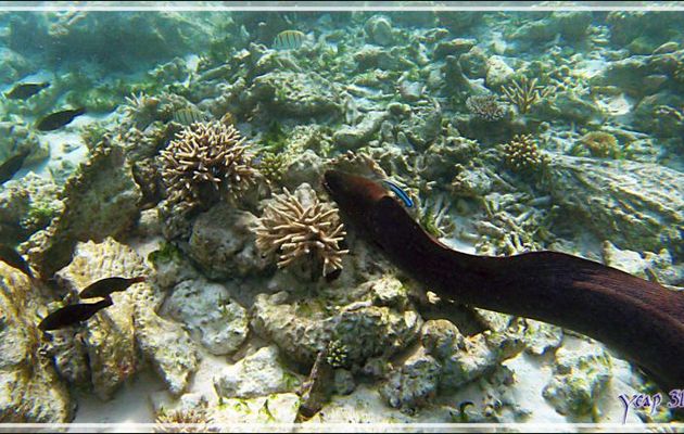La murène part à la chasse - Snorkeling à Thudufushi - Atoll d'Ari - Maldives