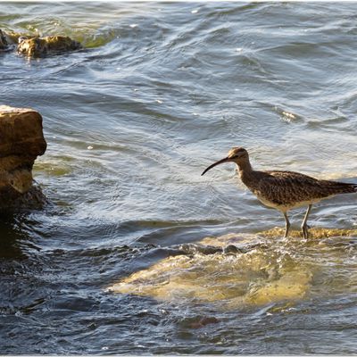 UN OISEAU .... COURLIS CORLIEU